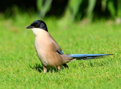 Azure-winged Magpie  Portugal