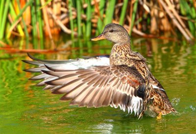 Gadwall  Portugal