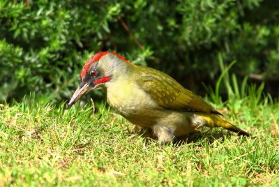 Green Woodpecker  Portugal