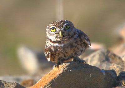 Little Owl  Portugal