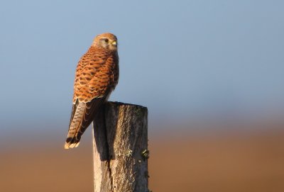 Kestrel  Spain