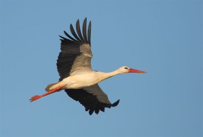 White Stork  Portugal