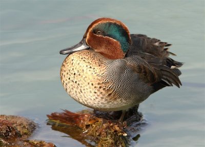 Teal  Portugal