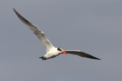 Caspian Tern  Porugal