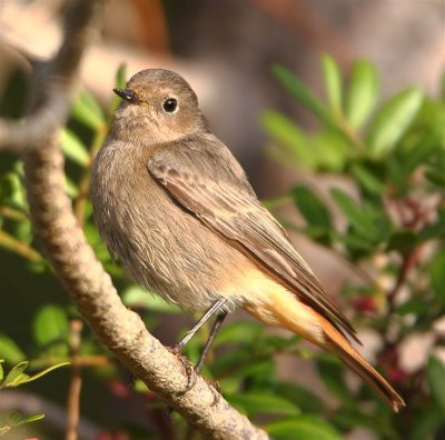 Black Redstart  Portugal