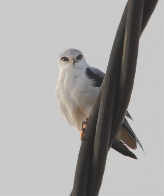 Black-shouldered Kite  Spain