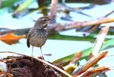 Bluethroat  (Female)  Portugal