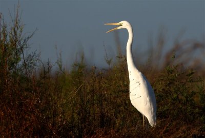 Great White Egret  Spain