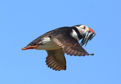 Puffin