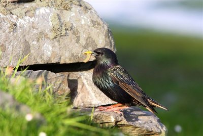 Starling