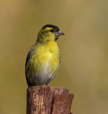 Siskin