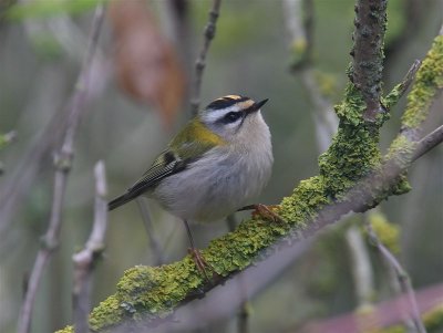 Firecrest