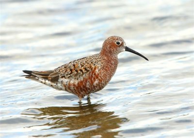 Curlew Sandpiper