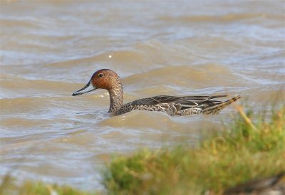 Pintail