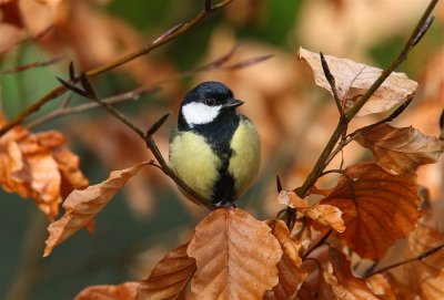 Great Tit