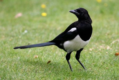 Magpie