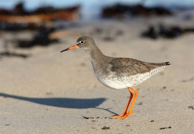 Redshank