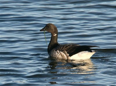 Brent Goose Mainland