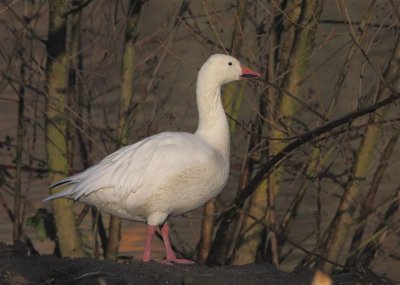 Snow Goose  Lothian