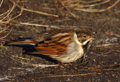 Reed Bunting