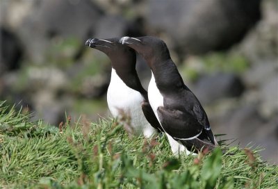 Razorbill