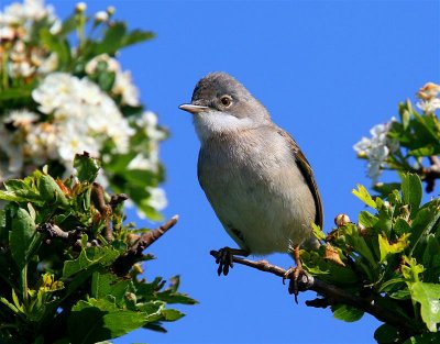 Whitethroat