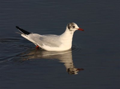 Black-headed Gull