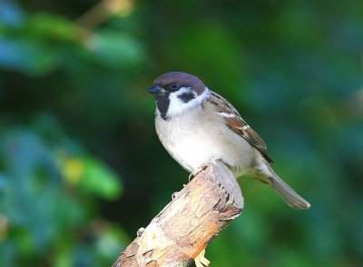 Tree Sparrow