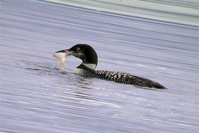 Great Northern Diver