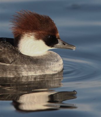 Smew