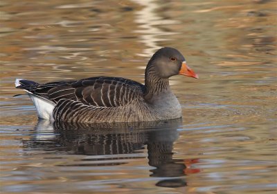 Greylag Goose