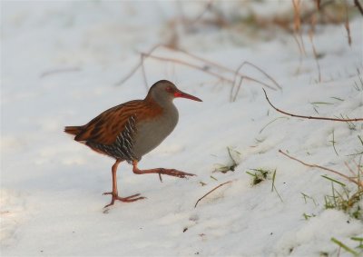 Water Rail