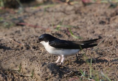 House Martin