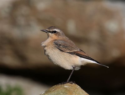 Wheatear