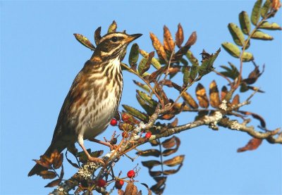 Redwing