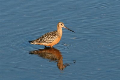 Barred-tailed Godwit