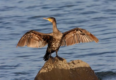 Cormorant