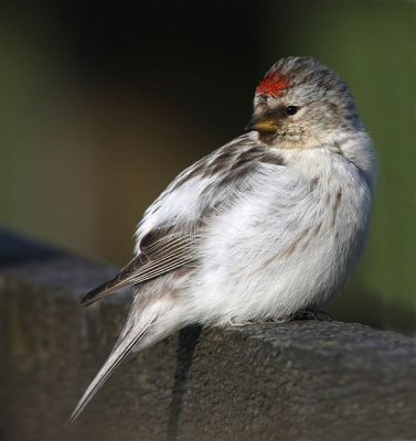 Arctic Redpoll  Unst