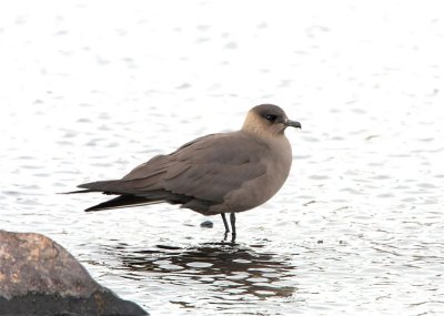 Arctic Skua  Mainland