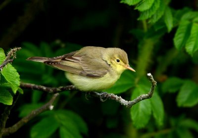 Icterine Warbler Mainland