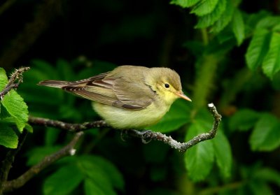 Icterine Warbler  Mainland