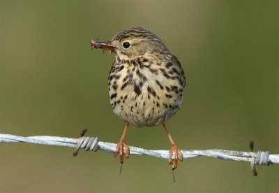 Meadow Pipit Mainland