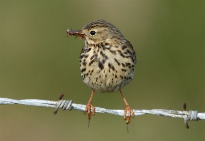 Meadow Pipit  Mainland