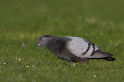 Rock Dove  Mainland