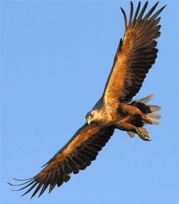 White-tailed Eagle  Norway