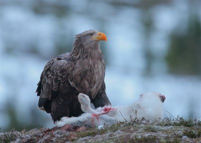 White-tailed Eagle   Norway