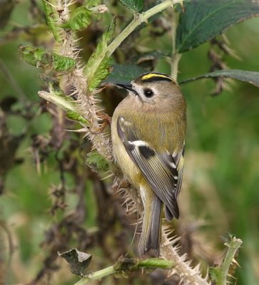Goldcrest Mainland