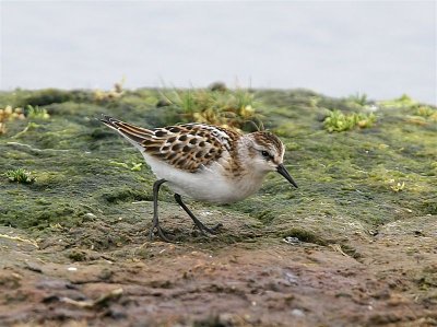 Little Stint