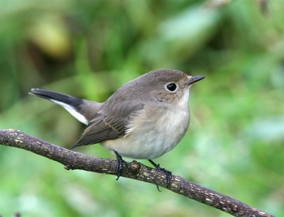 Red-breasted Flycatcher  Mainland