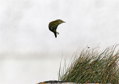 Yellow-browed Warbler  Mainland